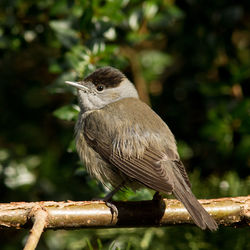 Close-up of bird perching outdoors
