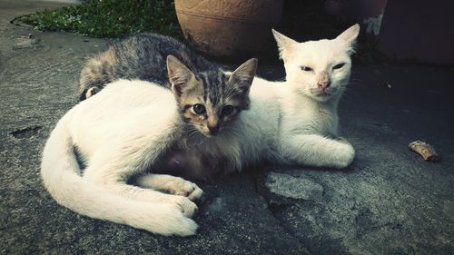 Portrait of kitten sitting outdoors