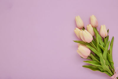 Close-up of pink tulip flower against white background