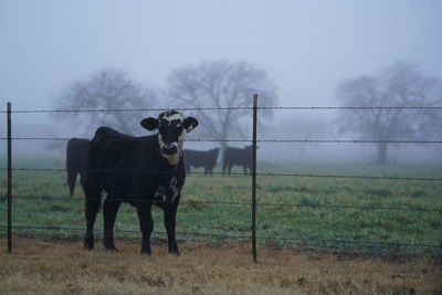 Cow standing by fence on field