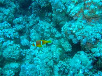 Fish swimming underwater