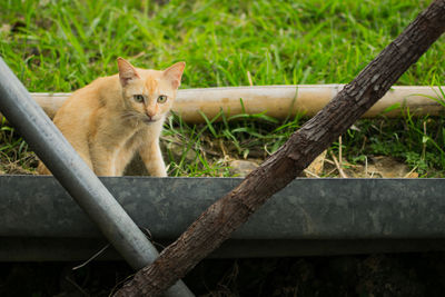 Cat sitting on metal fence