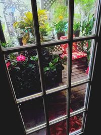 Close-up of potted plants in greenhouse