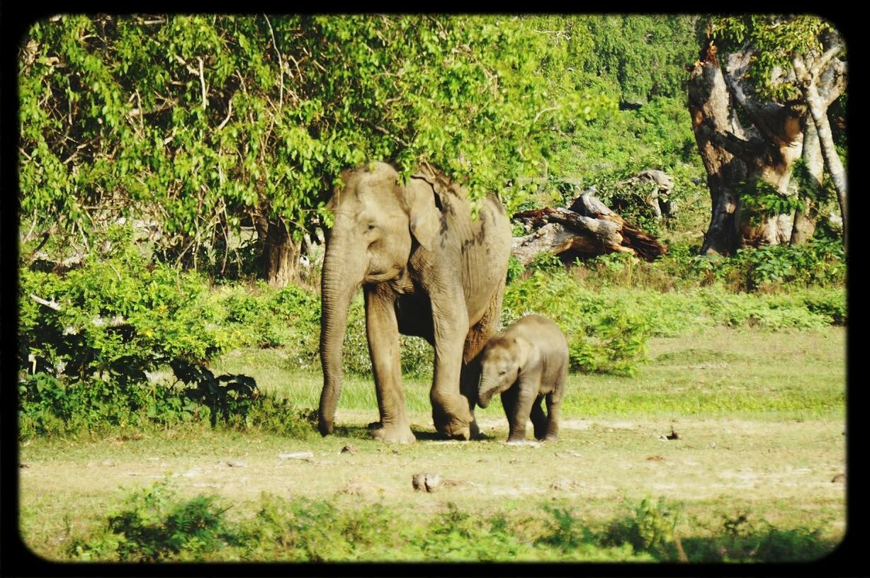 Wild animal park