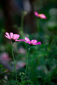 Close-up of pink flower blooming outdoors