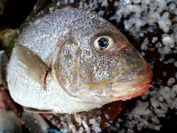 Close-up of fish underwater