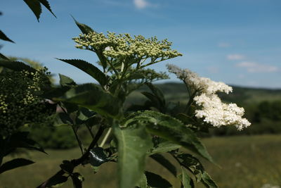 Close-up of plant against sky