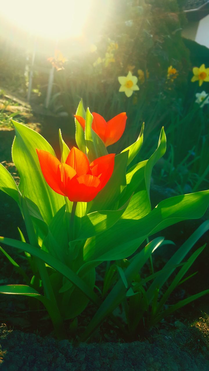 growth, plant, nature, beauty in nature, green color, leaf, red, day, no people, blooming, flower, outdoors, close-up, freshness