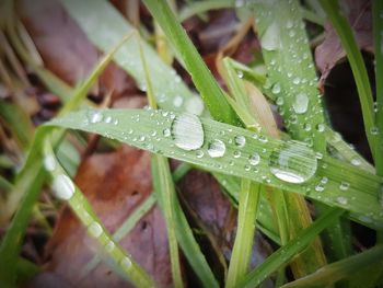 Close-up of water drops on plant