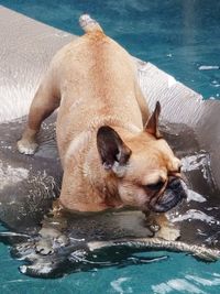 View of dog drinking water in swimming pool