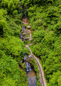 Stream amidst trees in forest