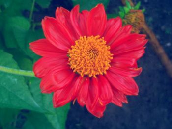 Close-up of red daisy