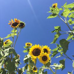 Low angle view of sunflower against sky