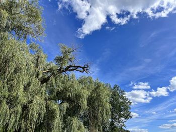 Low angle view of trees against sky