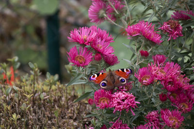 Close-up of honey bee on pink flowers