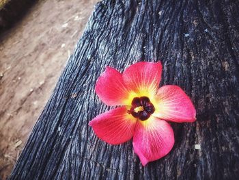 Close-up of hibiscus on wood