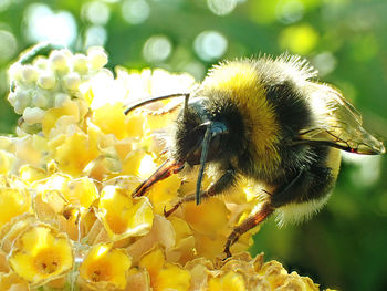Close-up of a bee sucking pollen from buddleia with its proboscis