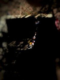 Close-up of insect on water