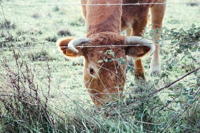 Close-up of cow on field