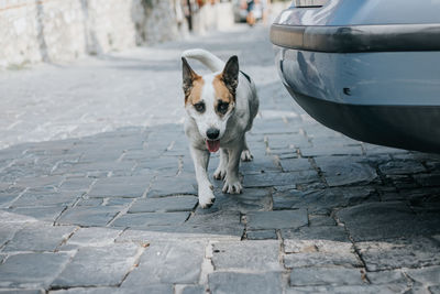 Portrait of dog standing on street