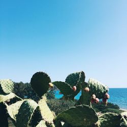 Cactus growing on rock against clear blue sky