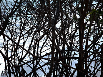 Low angle view of silhouette trees against sky