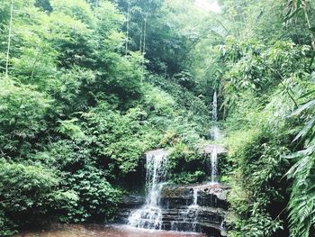 Scenic view of waterfall in forest