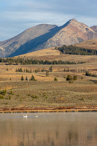 Swans swimming in a lake in yellowstone with beautiful mountain reflection