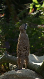 Close-up of squirrel