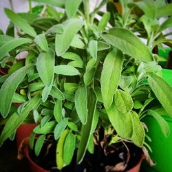 Close-up of plants