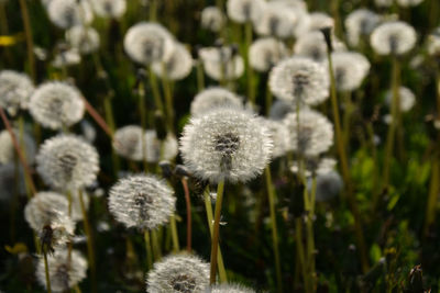 Close-up of white dandelion flower