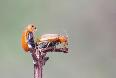 Close-up of insect