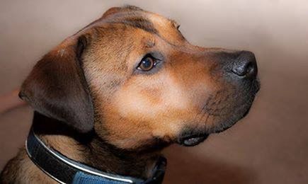 Close-up of dog looking away