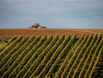 Scenic view of agricultural field against sky