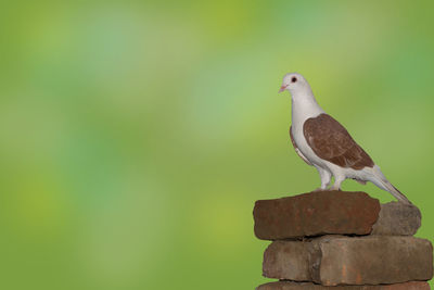 Close-up of bird perching