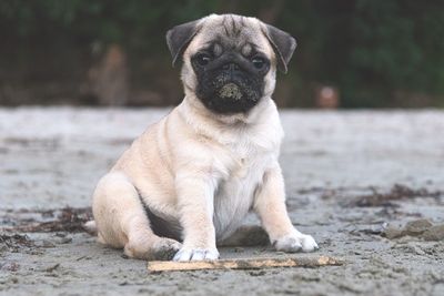 Portrait of a dog