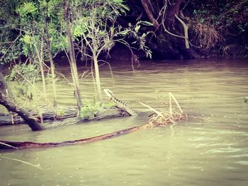 Scenic view of river by trees