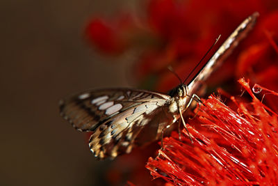 Close-up of butterfly on red leaf