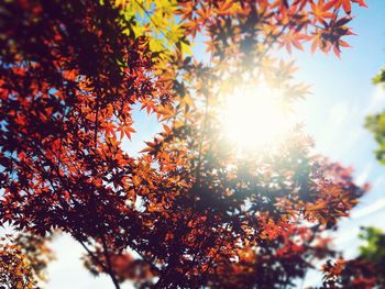 Low angle view of maple tree