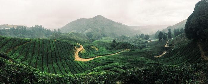 Scenic view of vineyard against sky