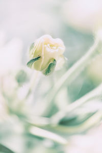 Close-up of flower