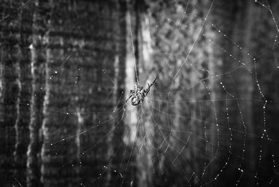 Close-up of spider and web against blurred background