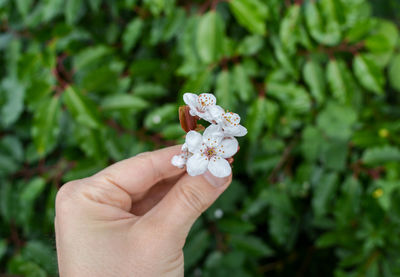 Close-up of hand holding flower