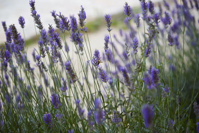 Close-up of purple flowering plants on field