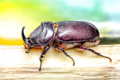 Close-up of insect on wood