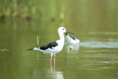 Bird perching on a lake