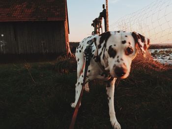 Dog looking away