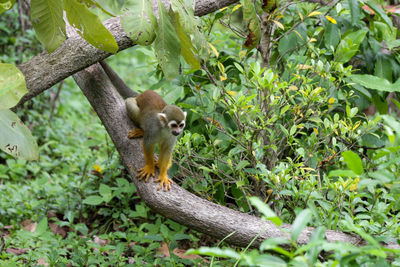 Squirrel on tree