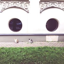 Birds perching on grass