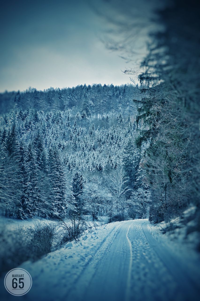 ROAD BY SNOW COVERED TREES AGAINST SKY